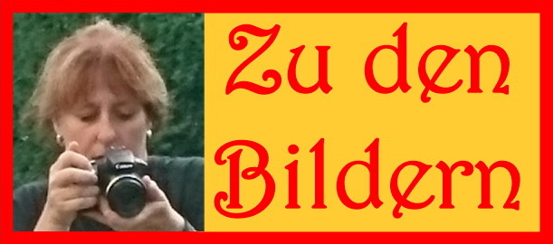 zu den Bildern