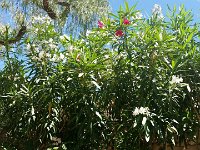 photo 2016-06-15 10-27-31